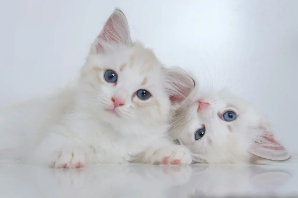 Lilac point rag doll